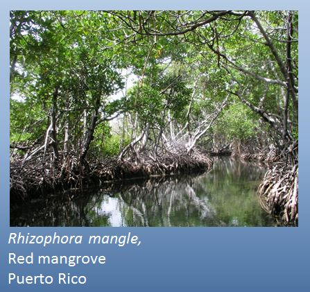 red mangrove